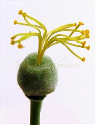  Pistil